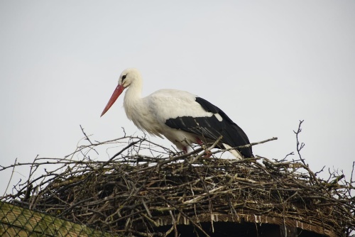 Weißstorch steht im Nest in der Storchenvoliere in Theisbergstengen
