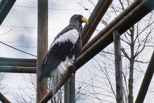 Riesenadler in grau, weiß und schwarzem Gefieder mit gelbem Schnabel schaut aus der Voliere in die Ferne