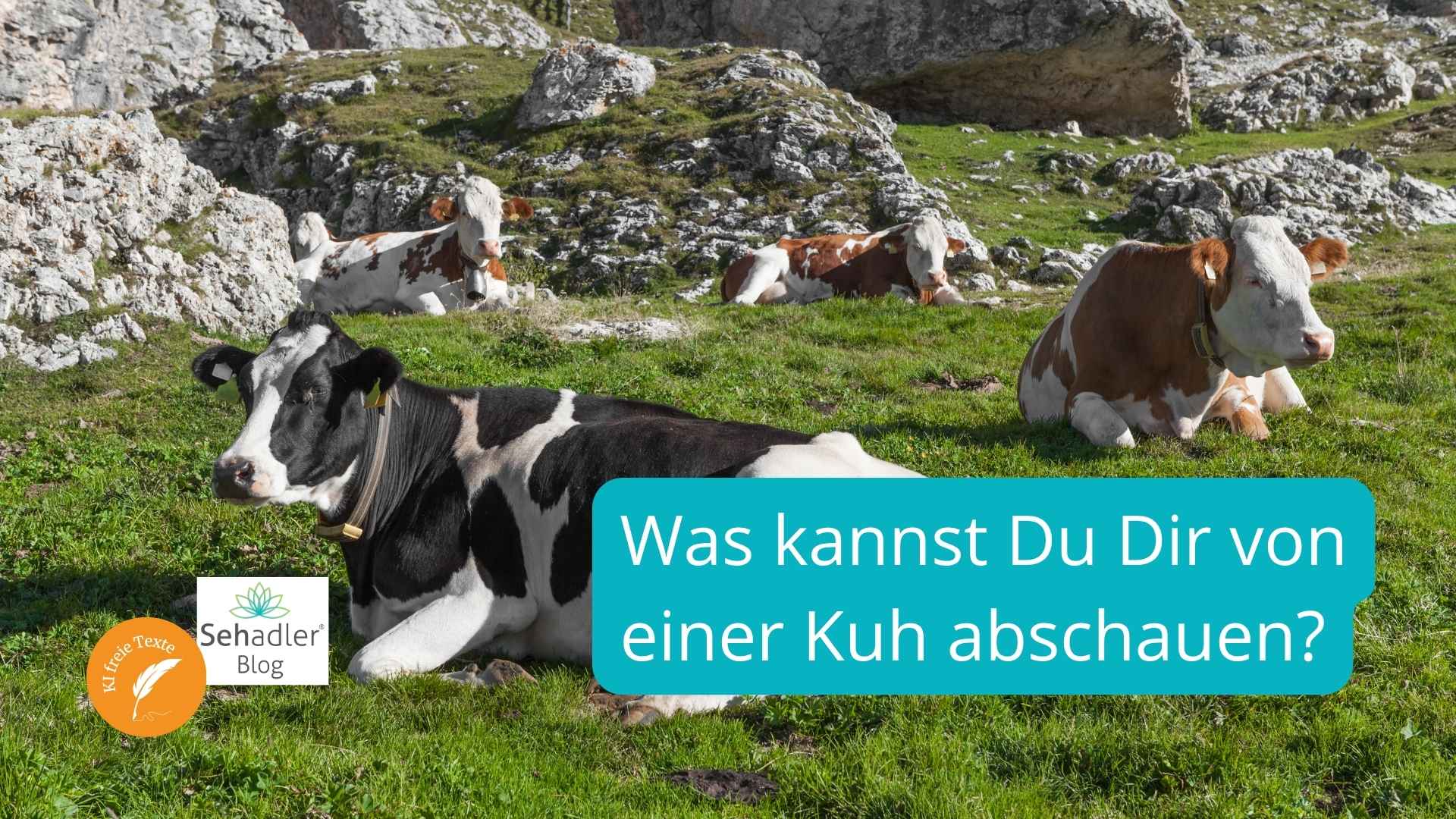schwarz-weiß gefleckte Kühe liegen wiederkäuend auf einer Bergwiese